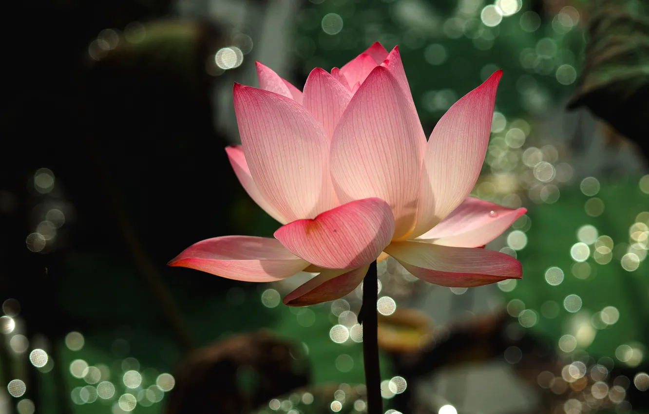 Фото обои свет, цветы, пруд, сияние, фон, лотос, розовые, бутоны