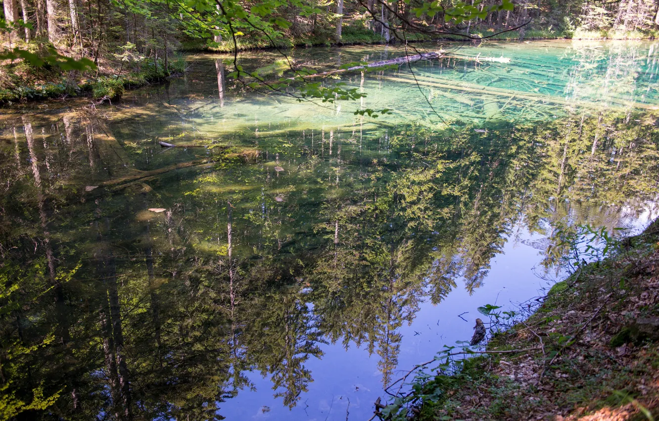 Фото обои trees, nature, lake, reflection, Bodensee