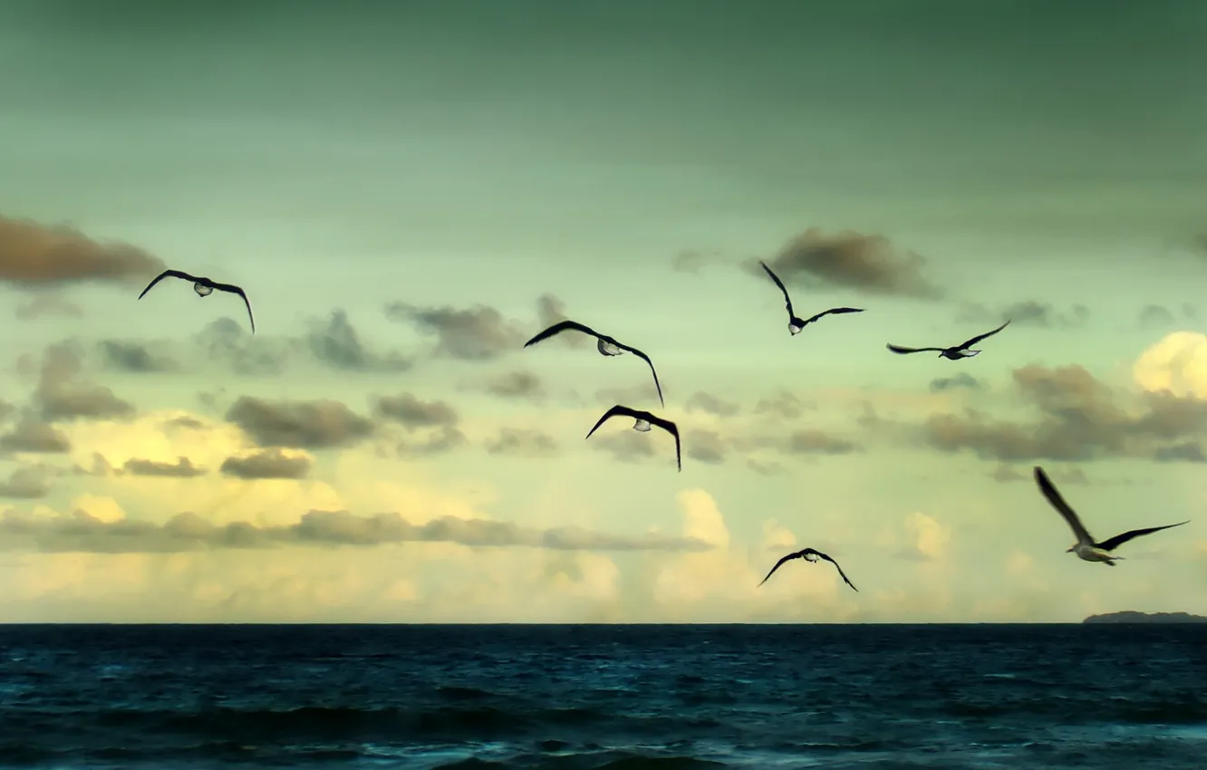 Фото обои море, небо, свобода, вода, облака, полет, пейзаж, птицы