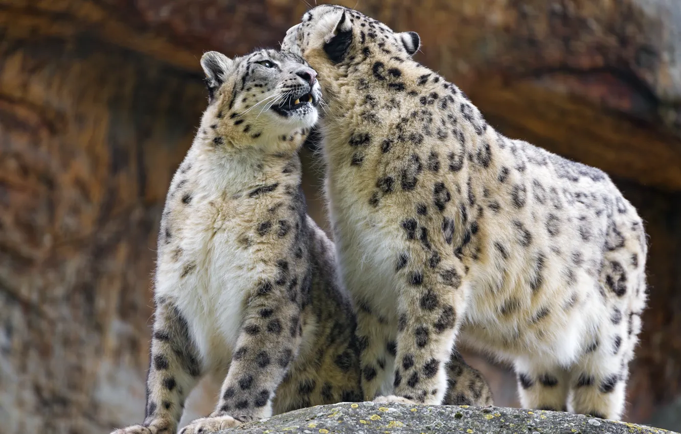 Фото обои кошка, пара, ирбис, снежный барс, ©Tambako The Jaguar