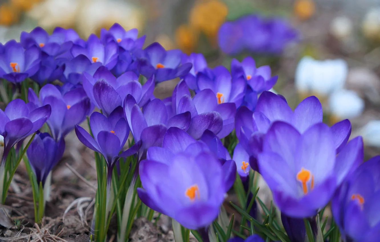 Фото обои цветы, синий, весна, крокусы