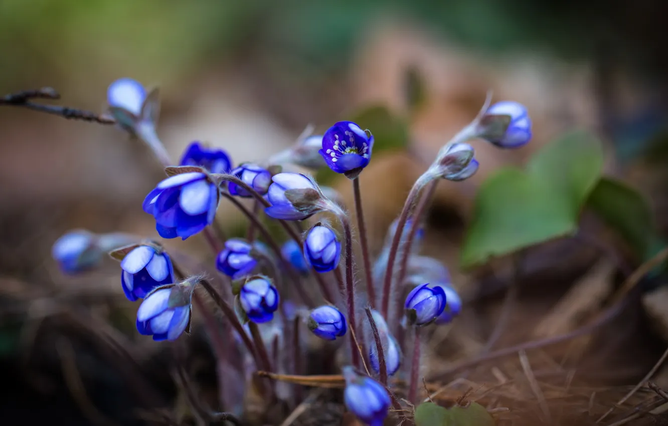 Фото обои цветы, весна, Anemone hepatica