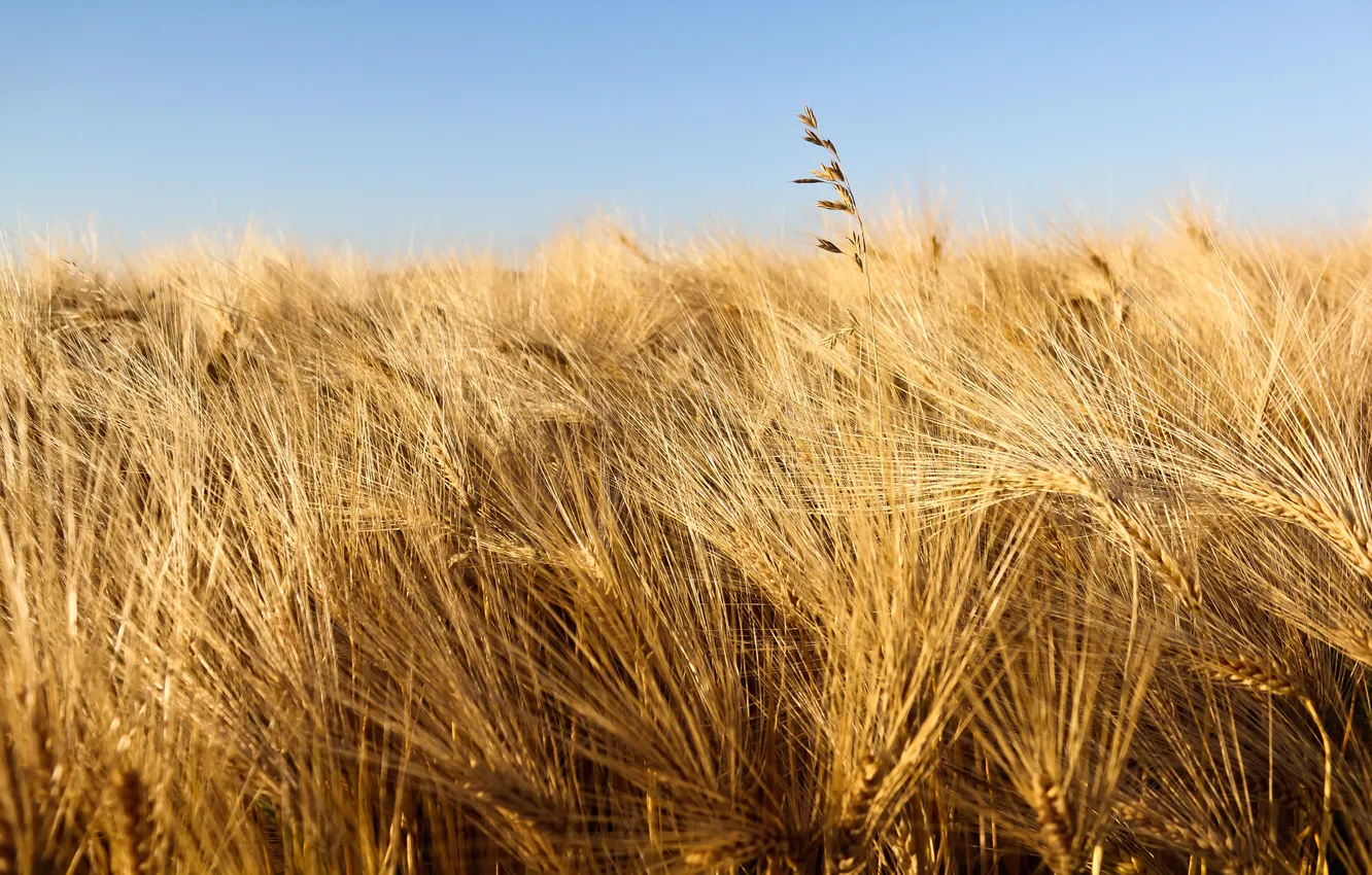 Фото обои пшеница, поле, природа, фото, обои, картинки, урожай, колоски