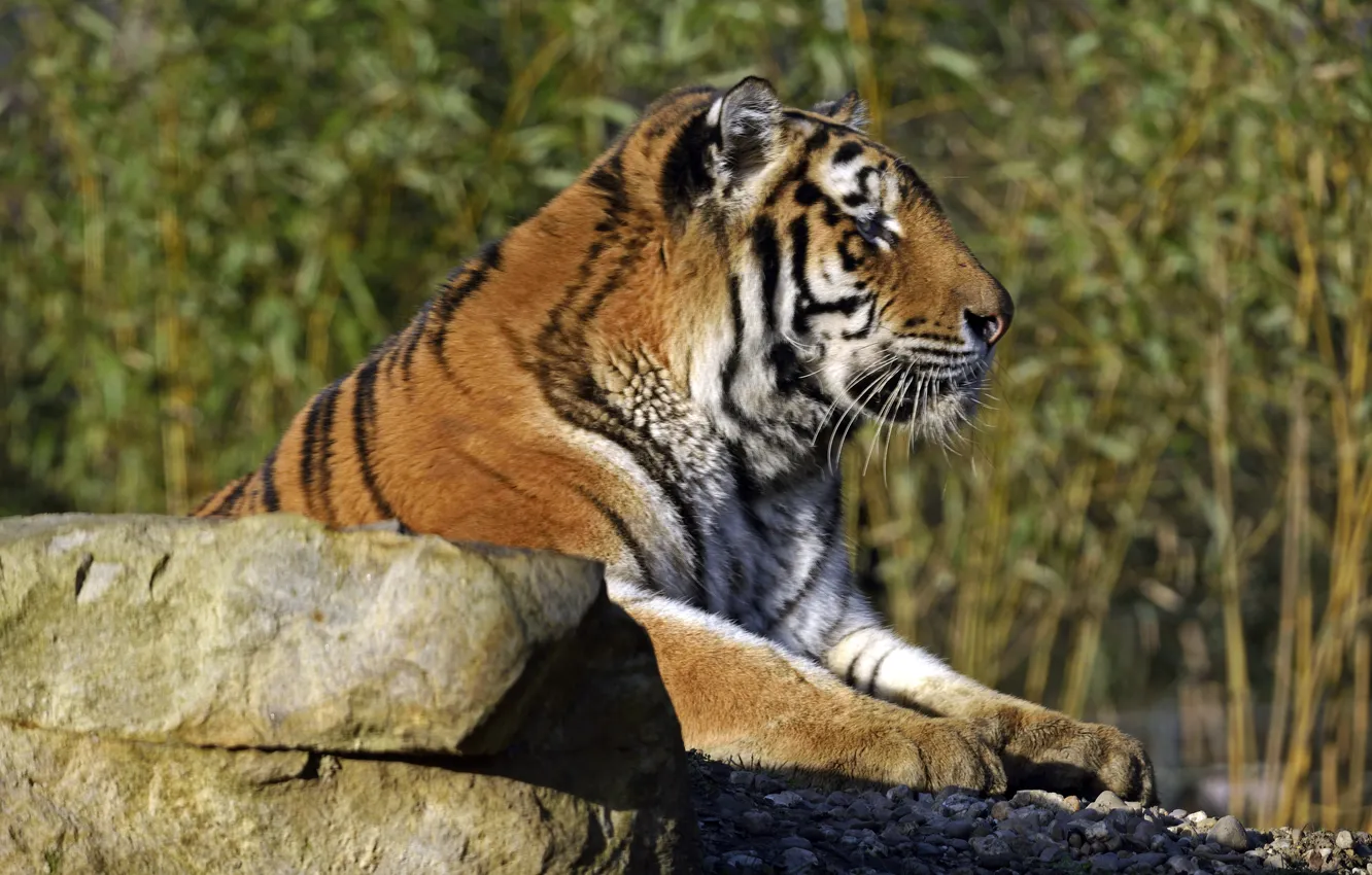 Фото обои кошка, тигр, камень, профиль, амурский