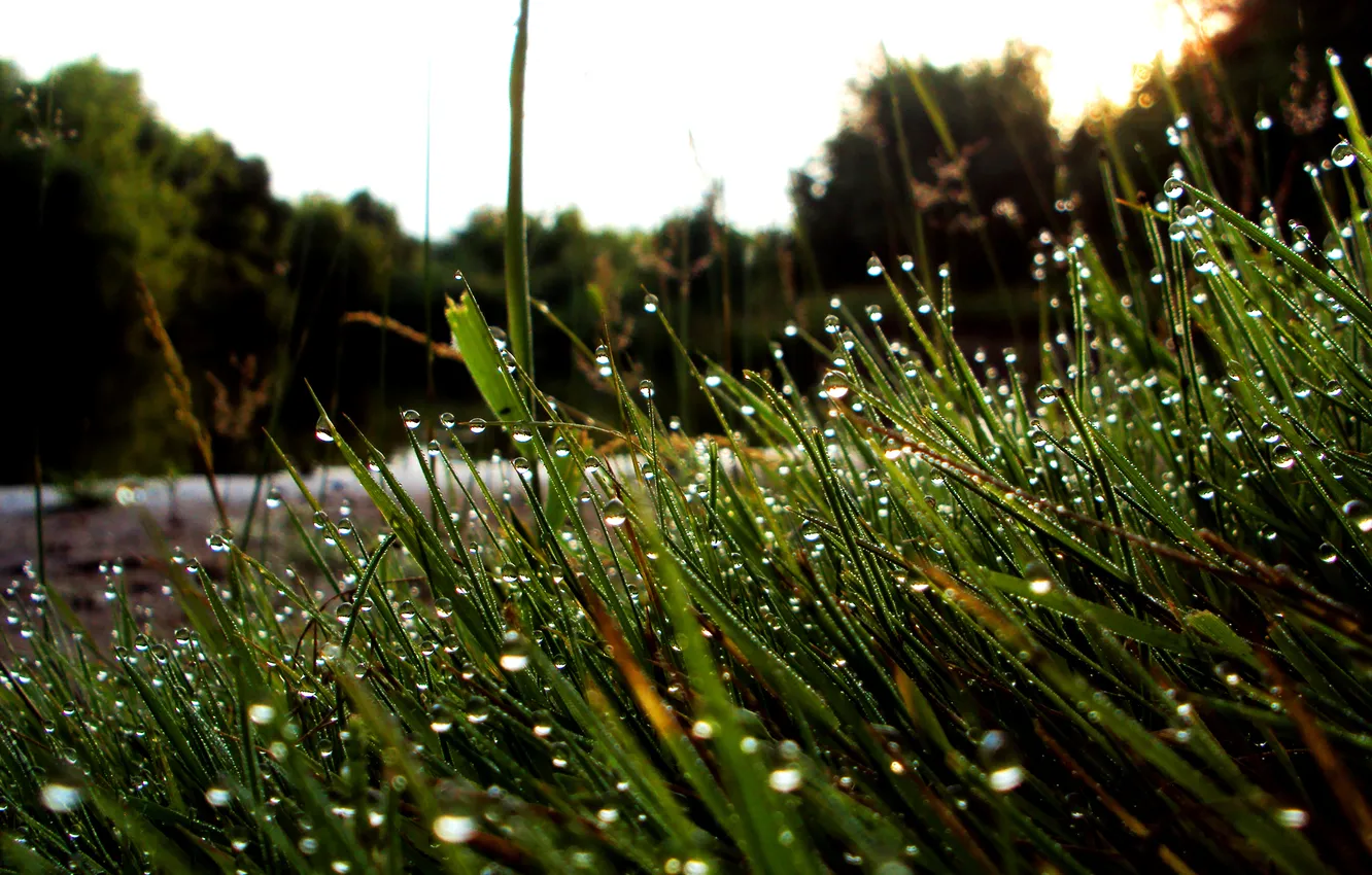 Фото обои трава, роса, река, Утро