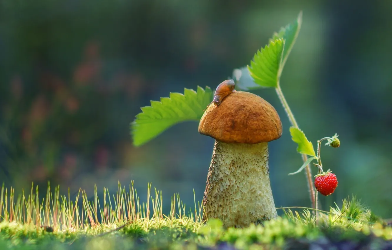 Фото обои гриб, земляника, боровик