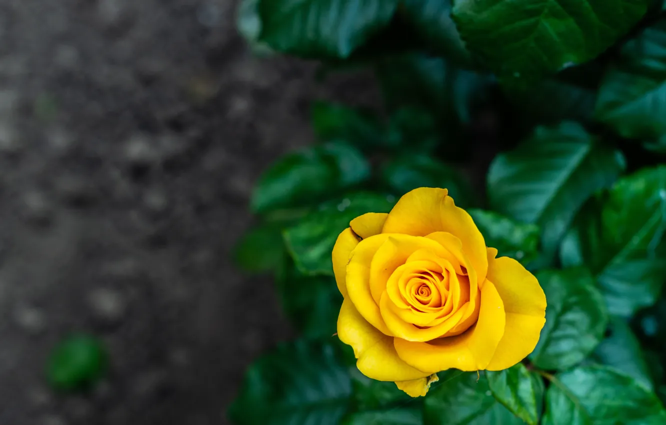 Фото обои роза, куст, сад, желтая
