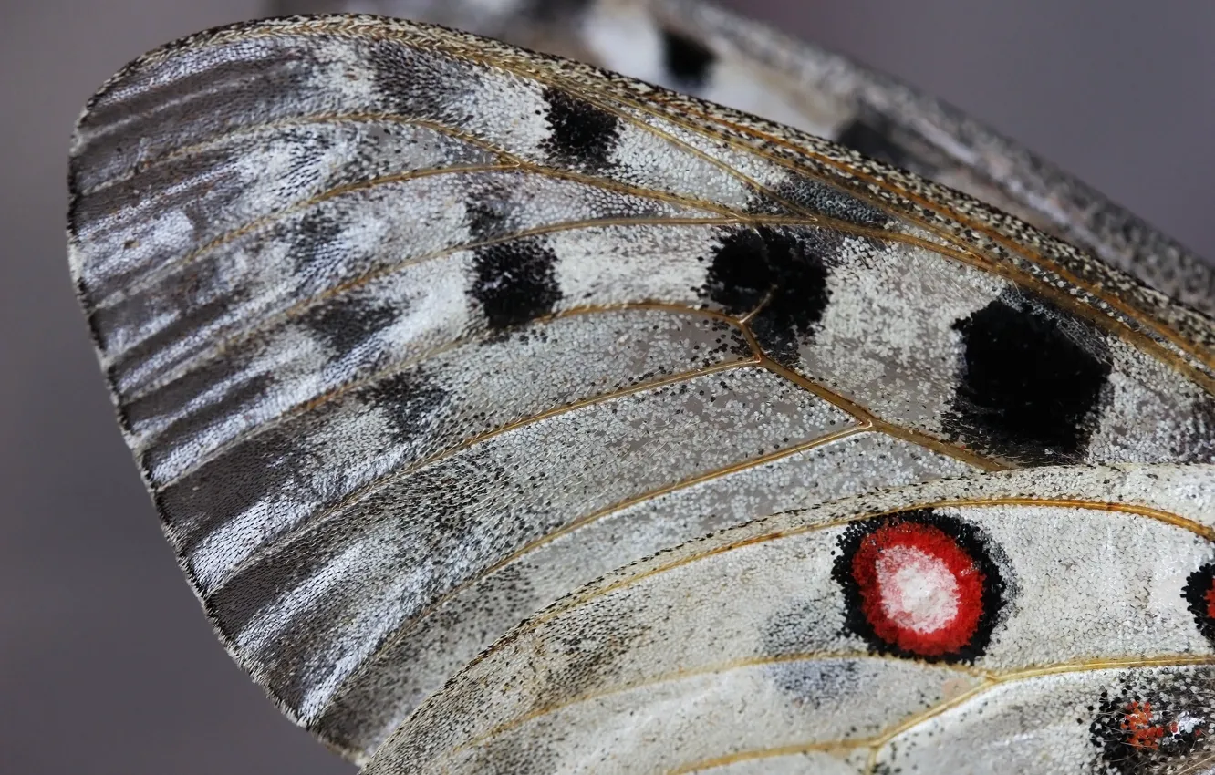 Фото обои макро, бабочка, крылья, крылья бабочки