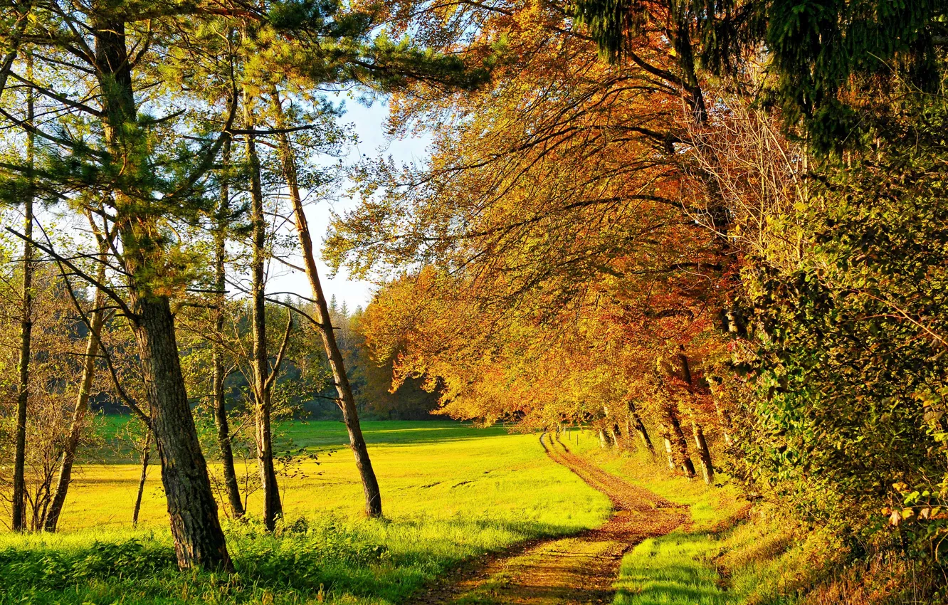Фото обои осень, лес, трава, солнце, деревья, поляна, желтые, зеленая