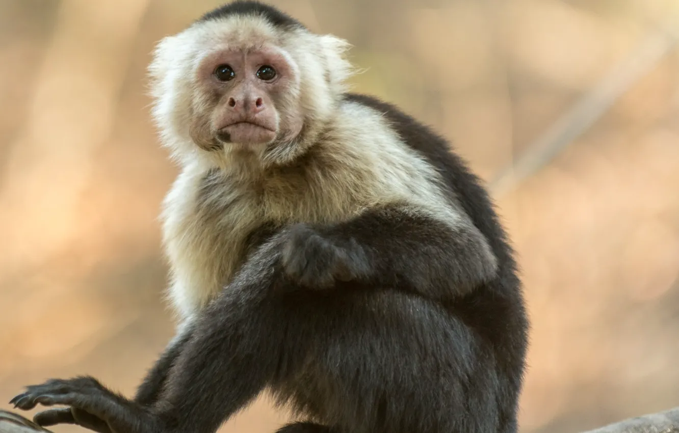 Фото обои blur, bokeh, animal, baby, Photography of Gray and Black Monkey