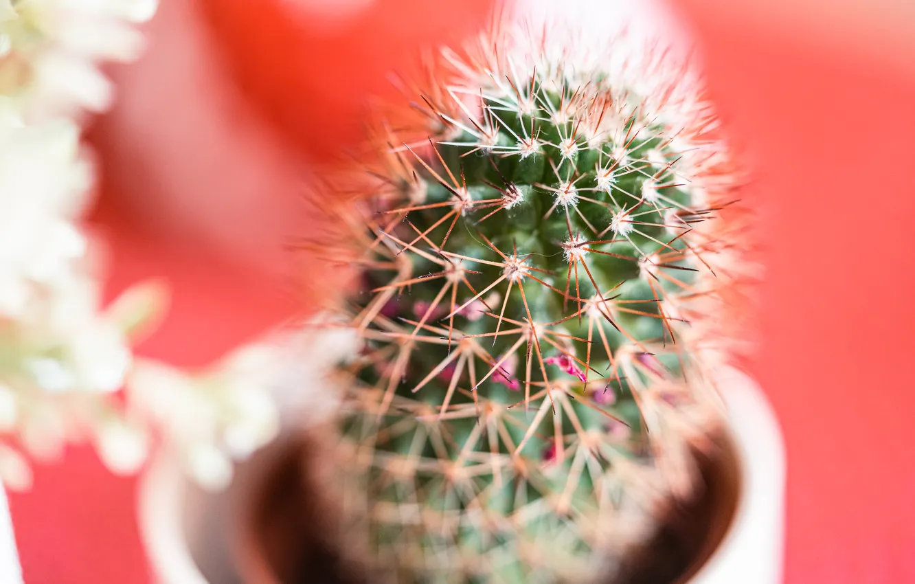 Фото обои plant, cactus, pot