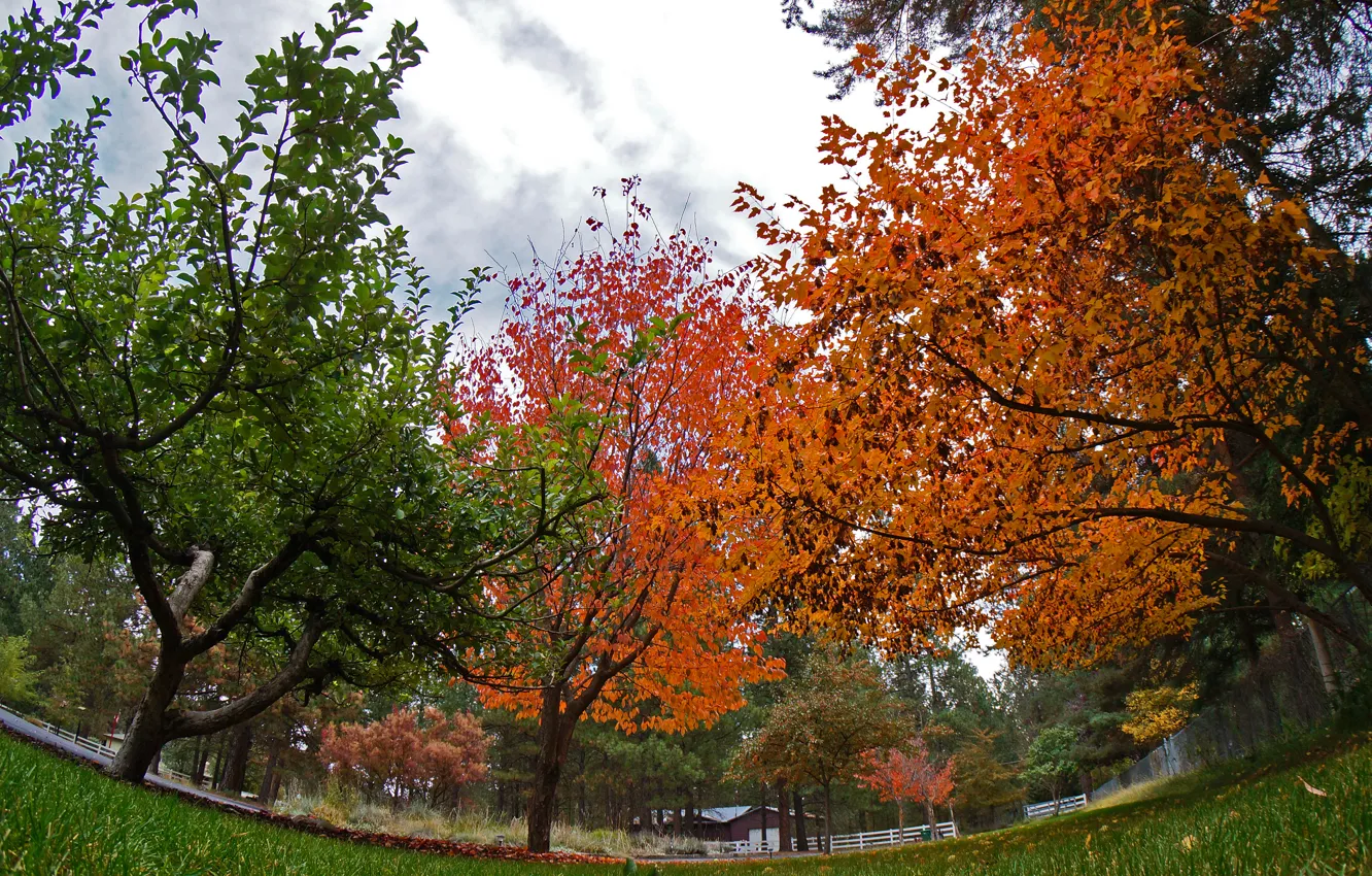 Фото обои деревья, парк, colors, Осень, trees, park, autumn, fall
