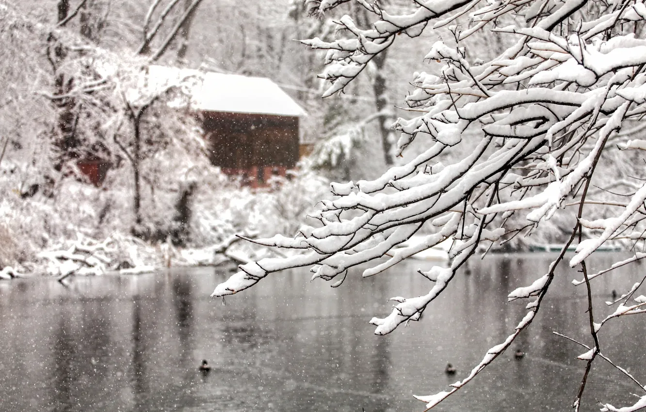 Фото обои зима, вода, снег, деревья, снежинки, ветки, природа, озеро