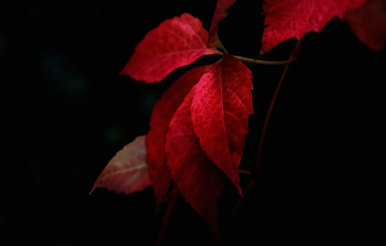 Фото обои осень, листья, природа, багрянец