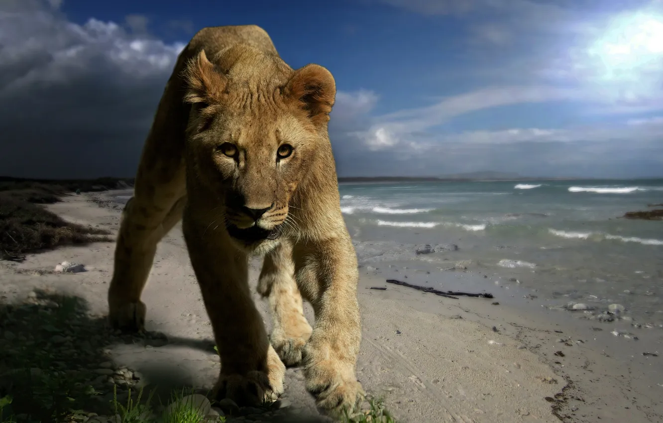 Фото обои животное, побережье, хищник, лев, детёныш