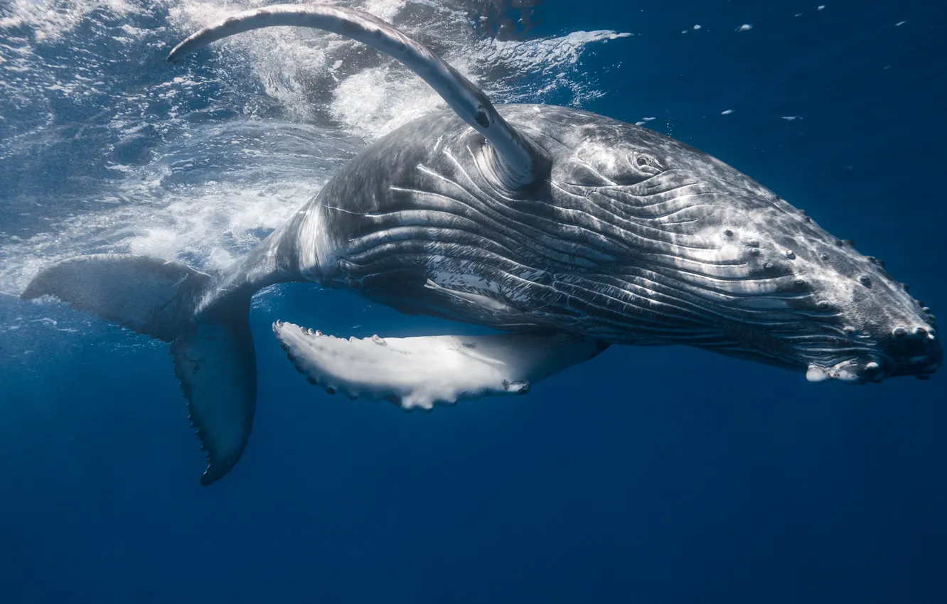 Фото обои море, океан, кит, под водой, Горбатый кит, горбач, большая рыбины