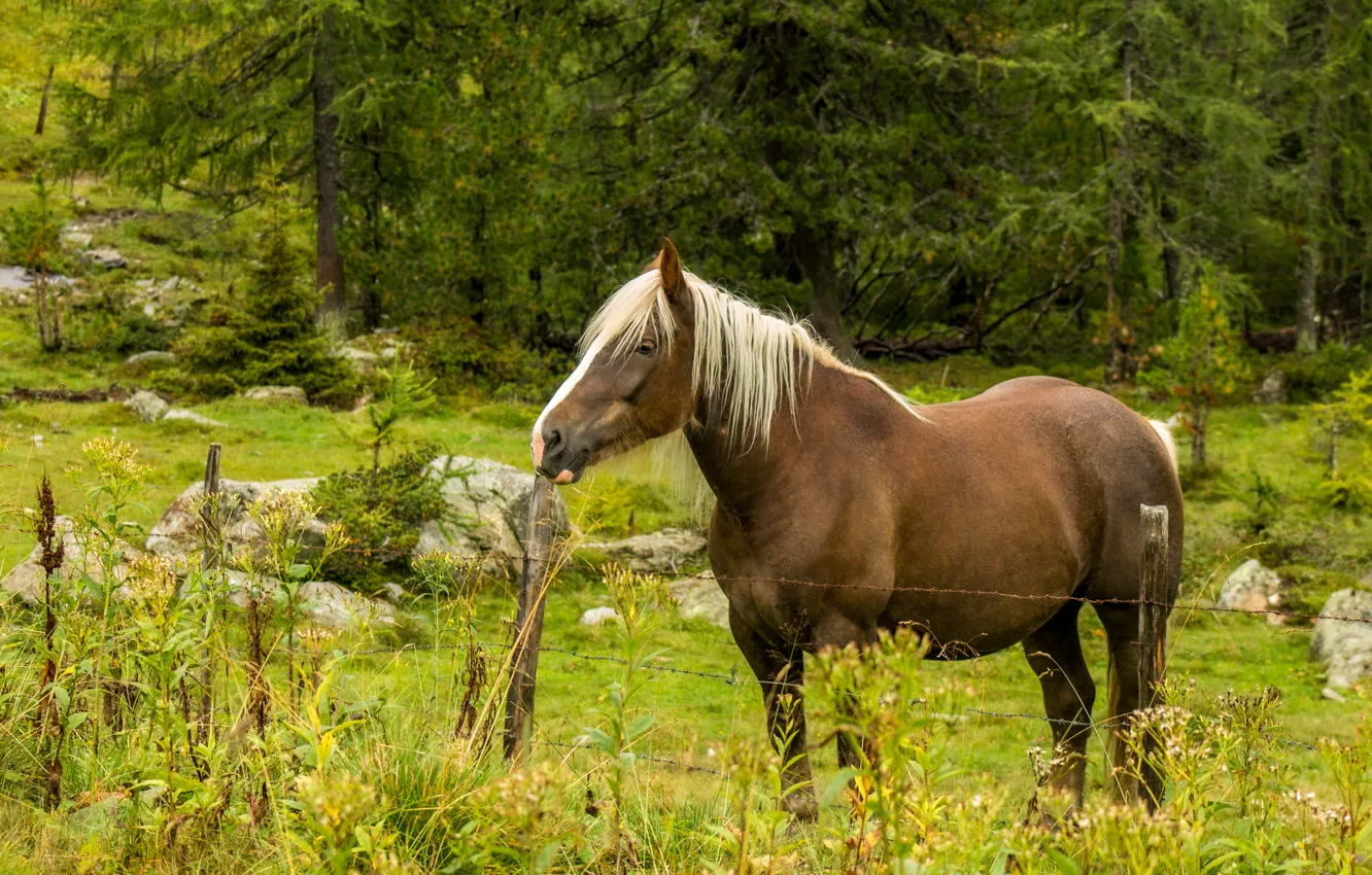 Фото обои природа, конь, лошадь