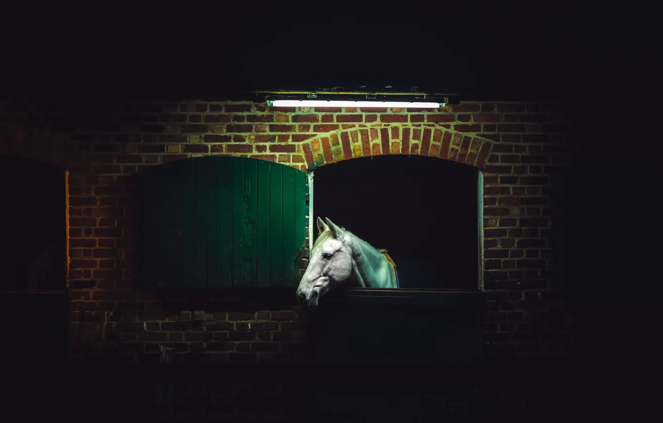 Фото обои ночь, конь, стойло