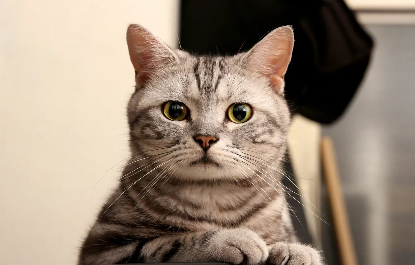 Фото обои кошка, глаза, кот, взгляд, серый, зеленые, полосатый, смотрит