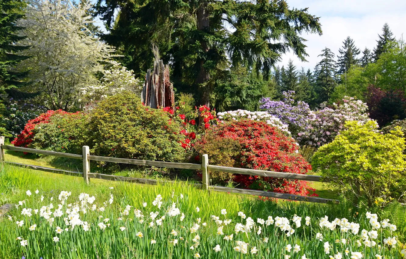 Фото обои зелень, лес, лето, трава, солнце, деревья, цветы, парк