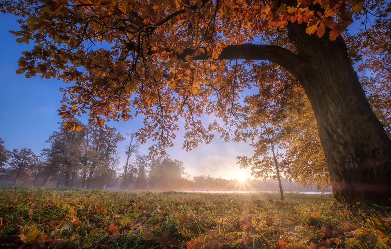 Фото обои осень, деревья, туман, парк, Россия, дуб, Пушкин, Царское село