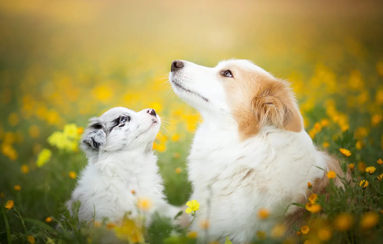 Фото обои собаки, лето, природа