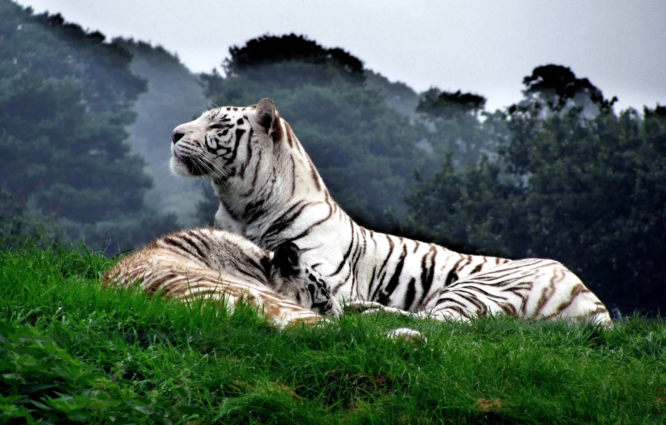 Фото обои кошка, животные, Тигр, белый тигр