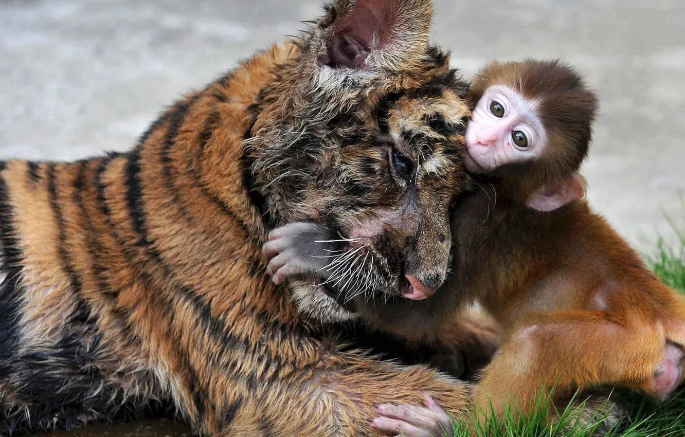 Фото обои трава, тигр, обезьянка, обнимаются