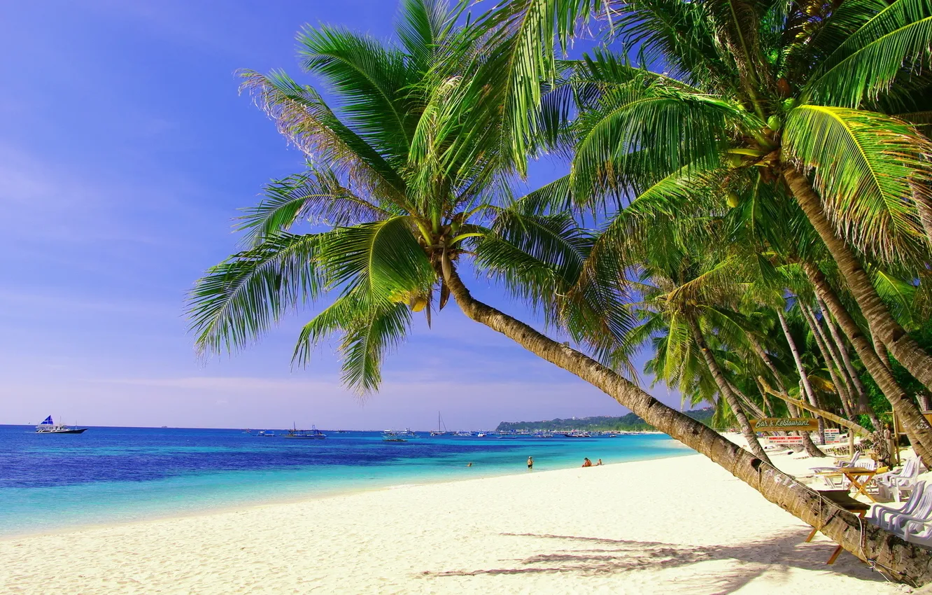 Фото обои пляж, пальмы, океан