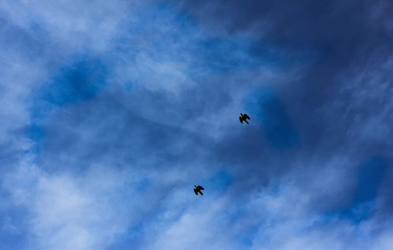 Фото обои небо, свобода, полет, птицы