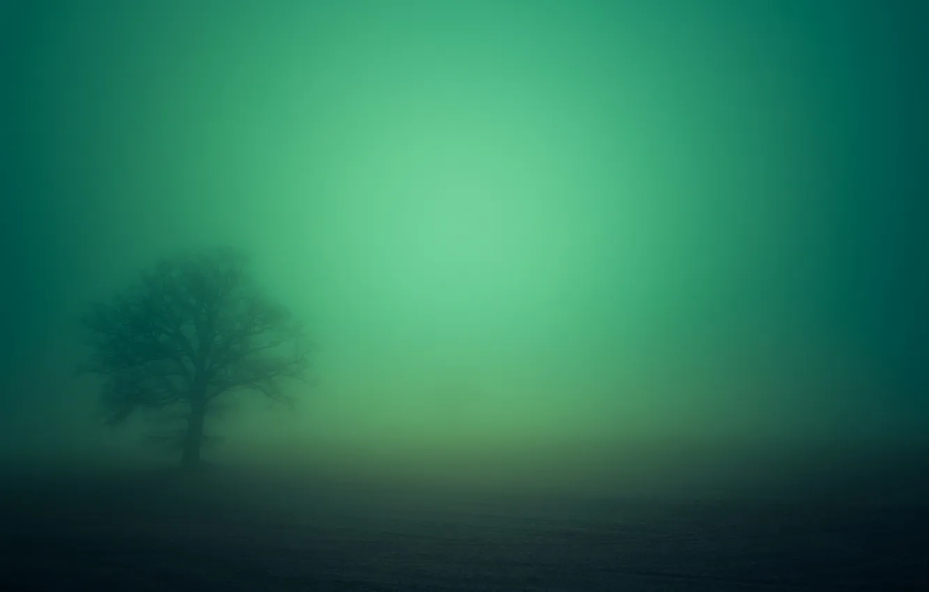 Фото обои поле, туман, дерево