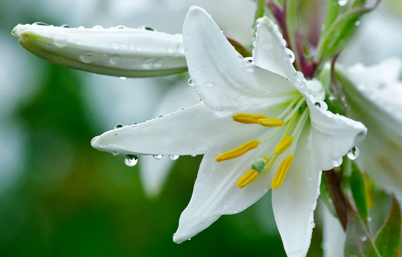 Фото обои цветок, лилия, белая, капельки росы.