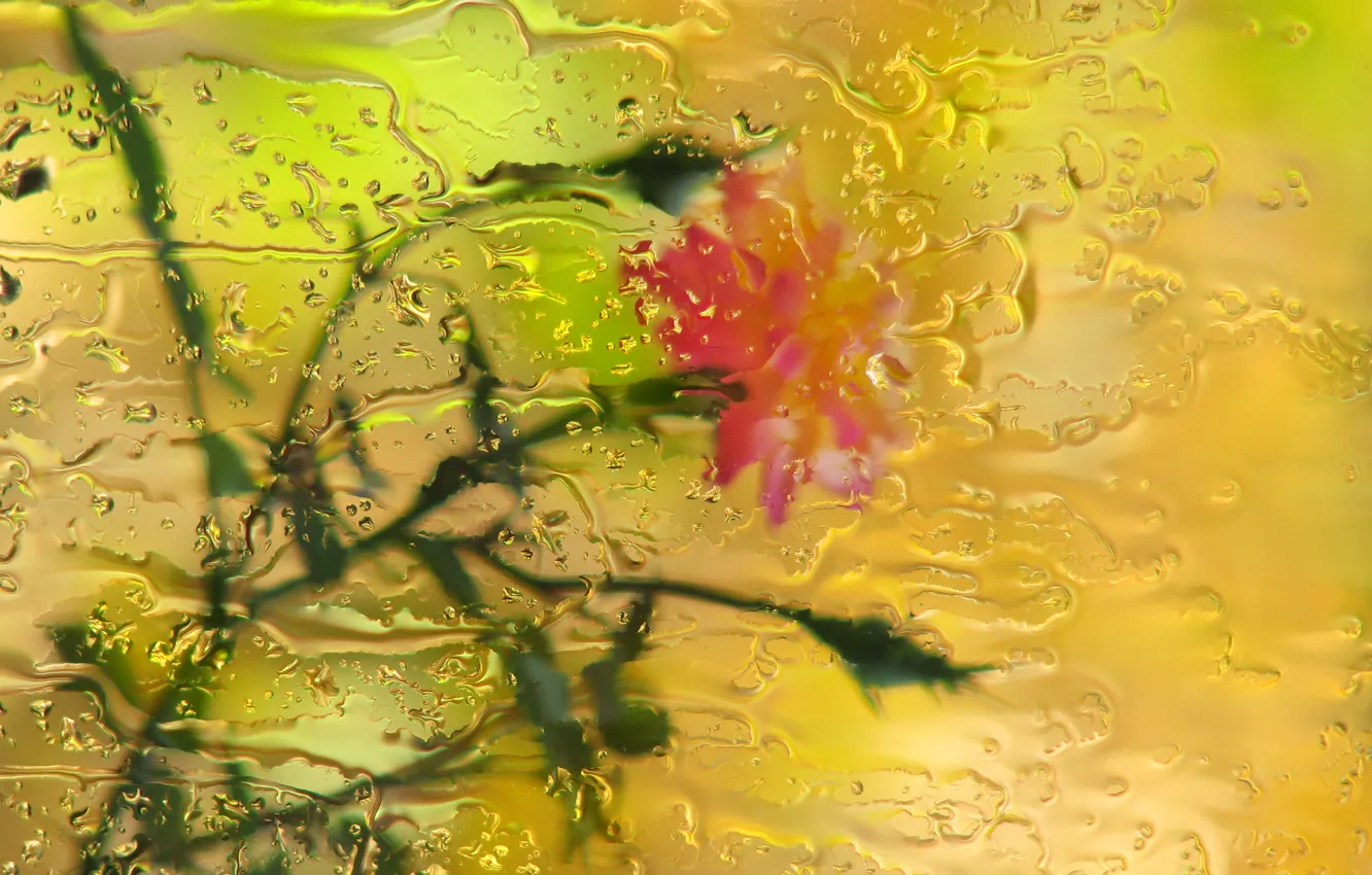 Фото обои стекло, капли, цветы, дождь, роза, боке