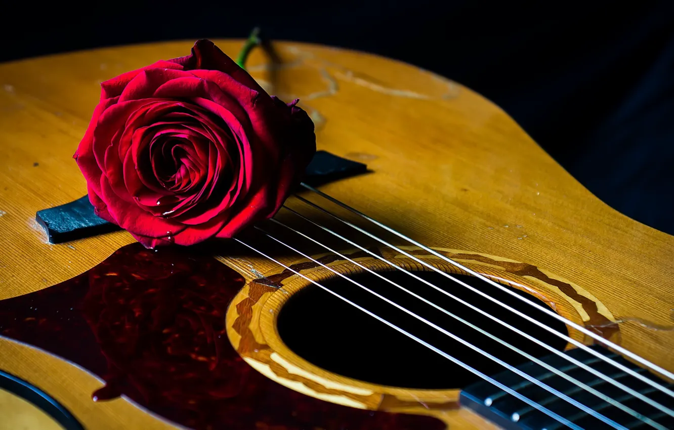 Фото обои фон, роза, гитара