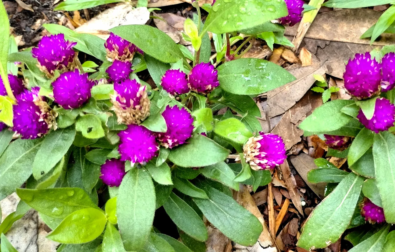 Фото обои Fred Fletcher Park, Raleigh NC, Gomphrena