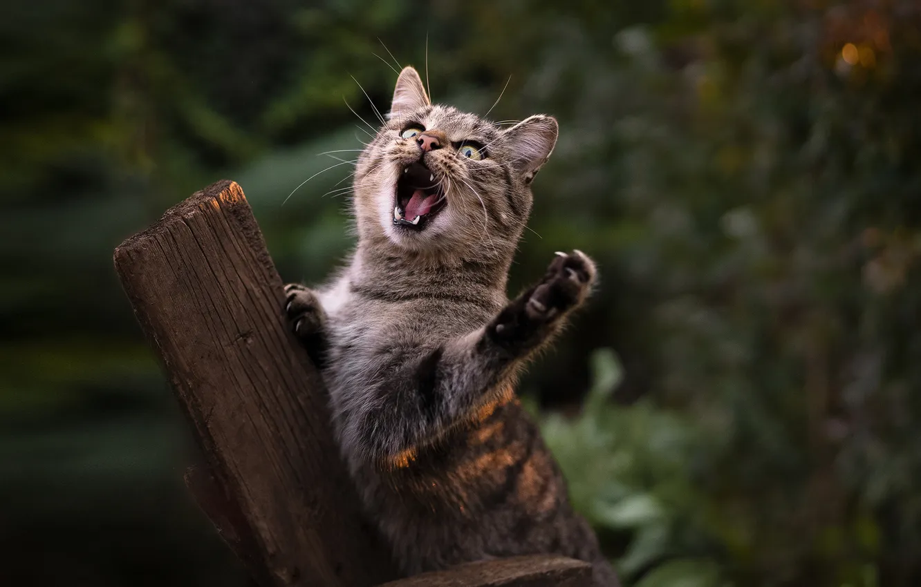 Фото обои котёнок, солист, Юрий Коротун