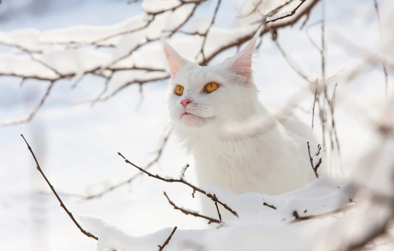 Фото обои зима, кошка, белый, кот, взгляд, свет, снег, ветки