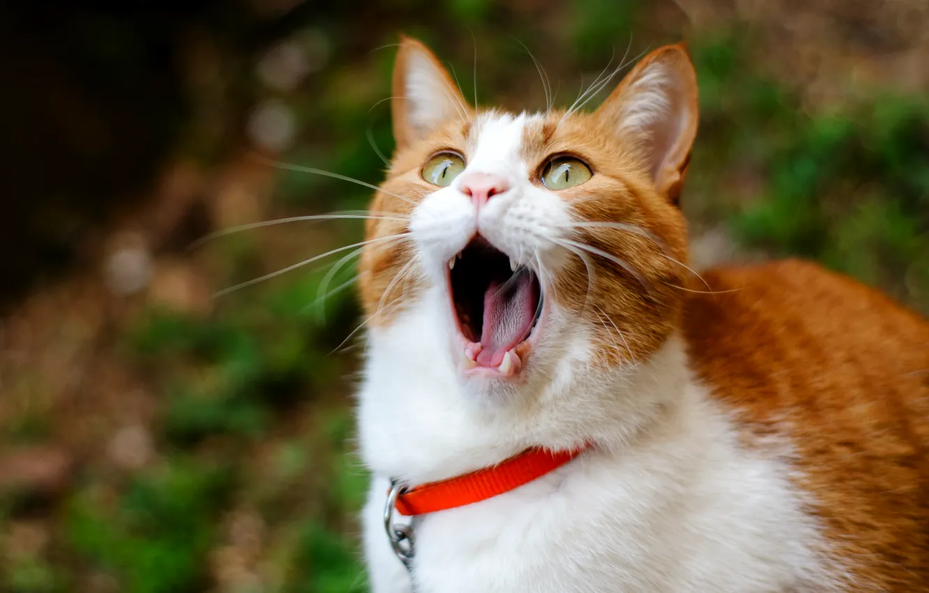 Фото обои Кот, рыжий, зевает, cat, ginger, yawns