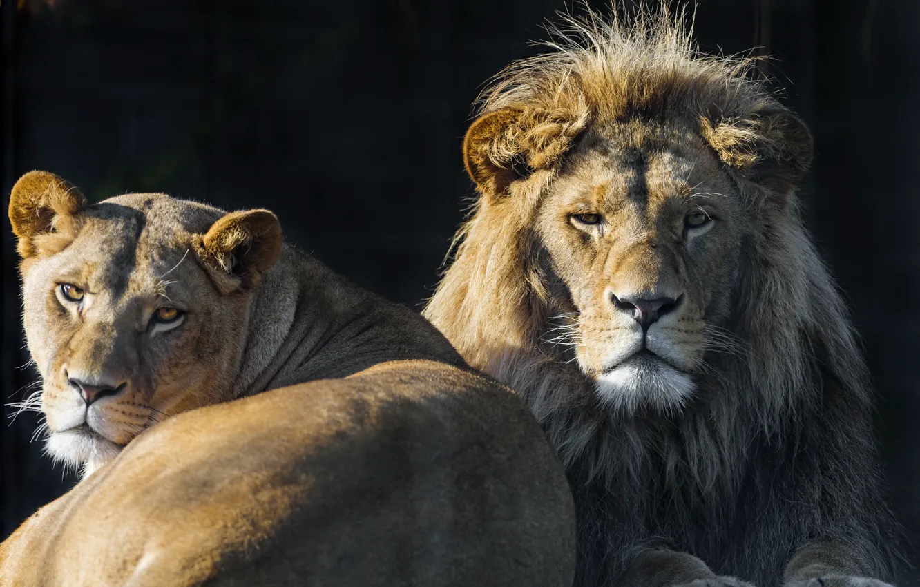 Фото обои взгляд, кошки, лев, пара, львица, ©Tambako The Jaguar