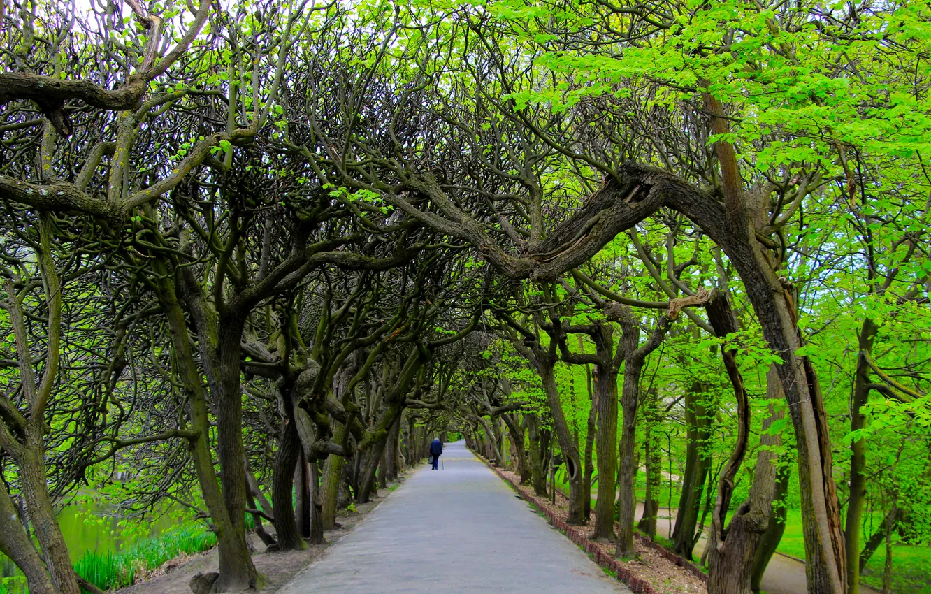 Фото обои park, tree, spring, alley