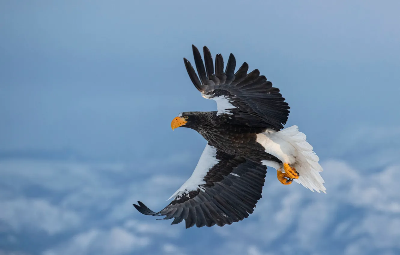 Фото обои зима, небо, снег, полет, птица, орёл, белоплечий орлан, размах крыльев