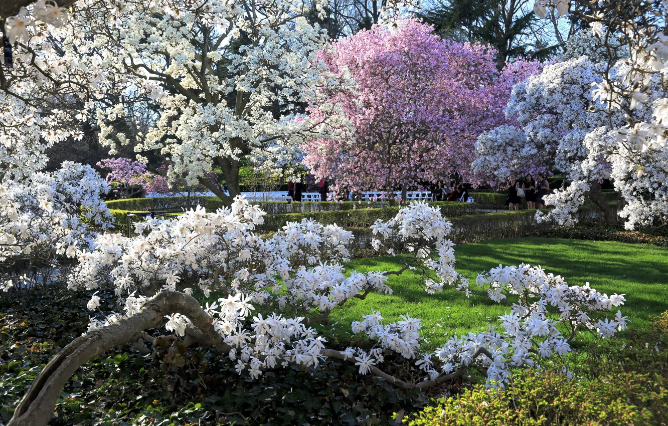 Фото обои трава, солнце, парк, весна, Бруклин, сад, США, цветущие деревья