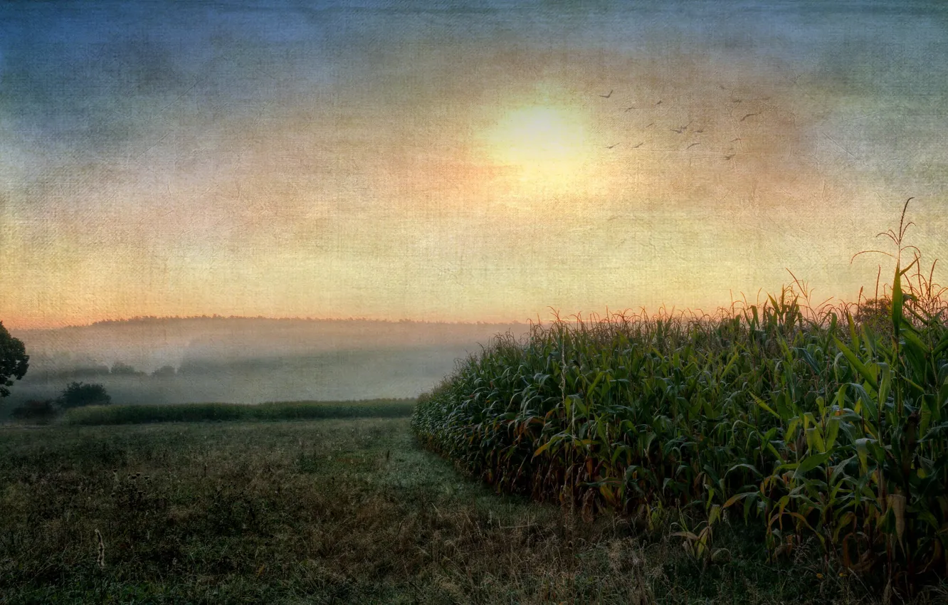 Фото обои пейзаж, закат, стиль, кукуруза