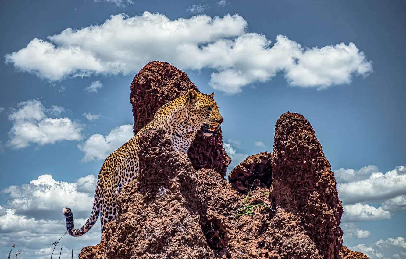 Фото обои leopard, sky, african, cloudy, cliff, rocky, climbing