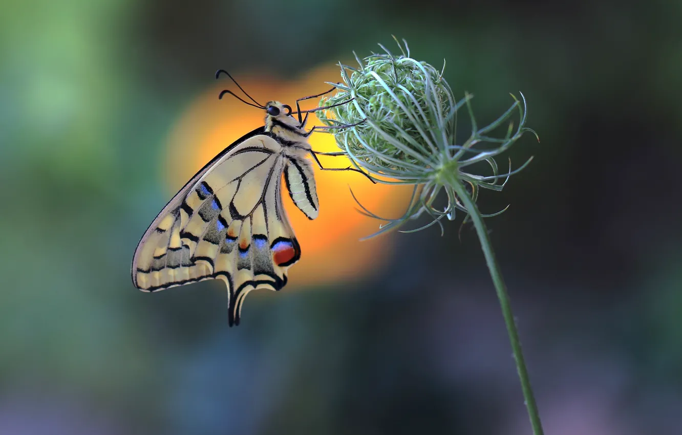Фото обои бабочка, butterfly, махаон