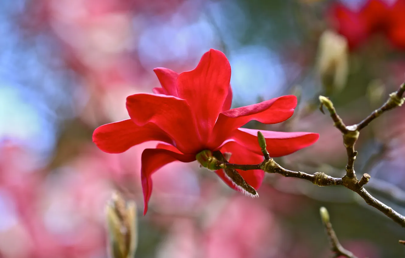 Фото обои цветок, красный, ветка, магнолия