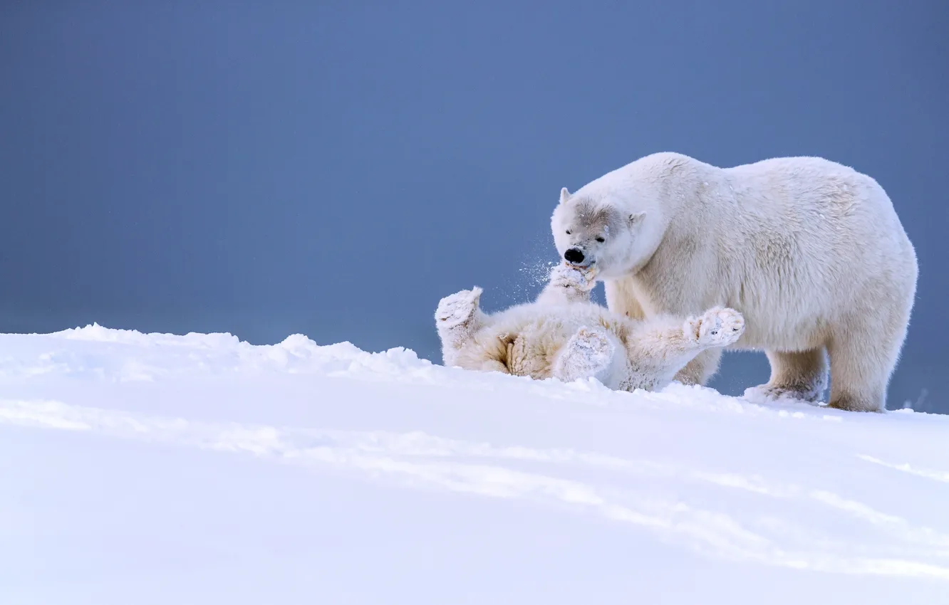 Фото обои зима, снег, игра, медведи, Аляска, медвежонок, детёныш, белые медведи
