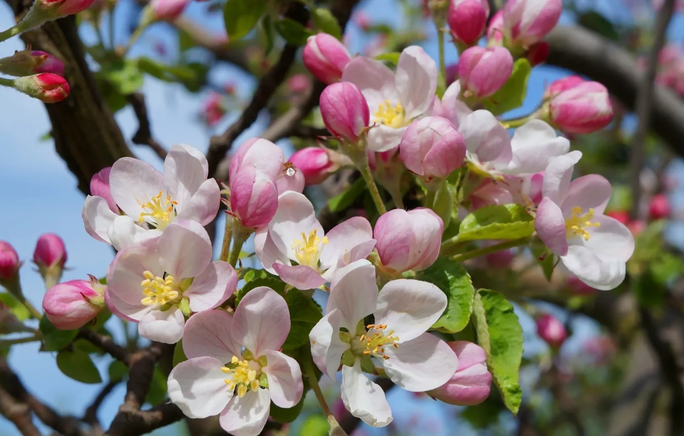 Фото обои flower, spring, blooming