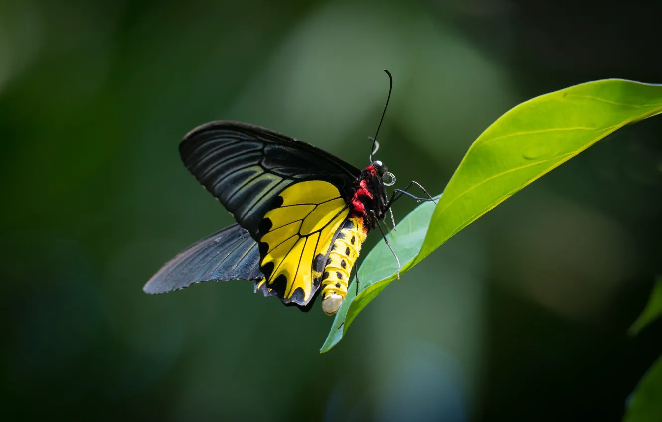 Фото обои лист, бабочка, парусник, золотое птичье крыло