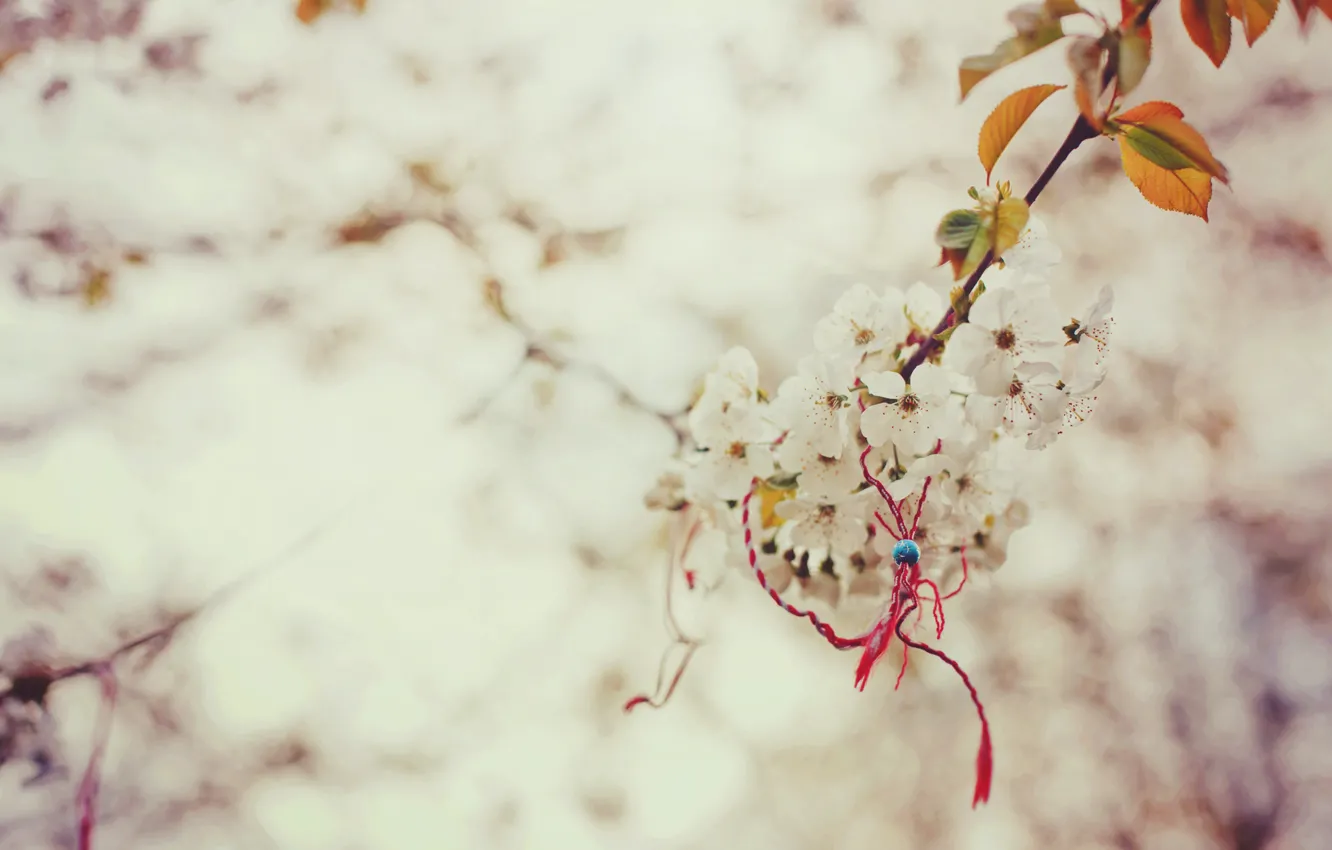 Фото обои макро, ветка, весна, сакура, магический, узелок